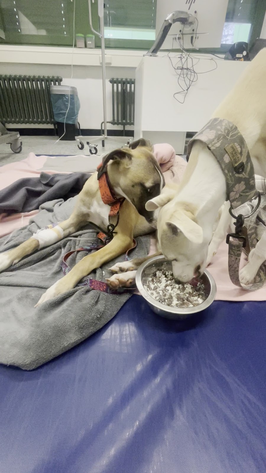 Klein- und Heimtierklinik der FU Berlin in Berlin – Praxisfoto 2