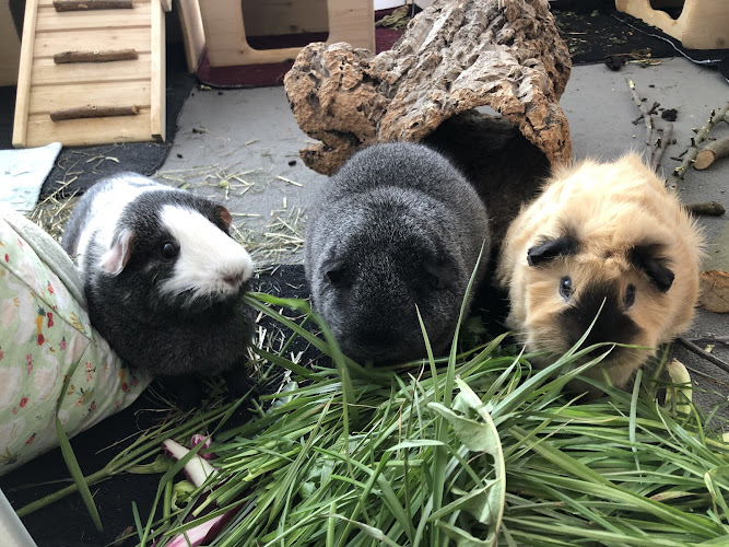 Kleine Heimtiermedizin