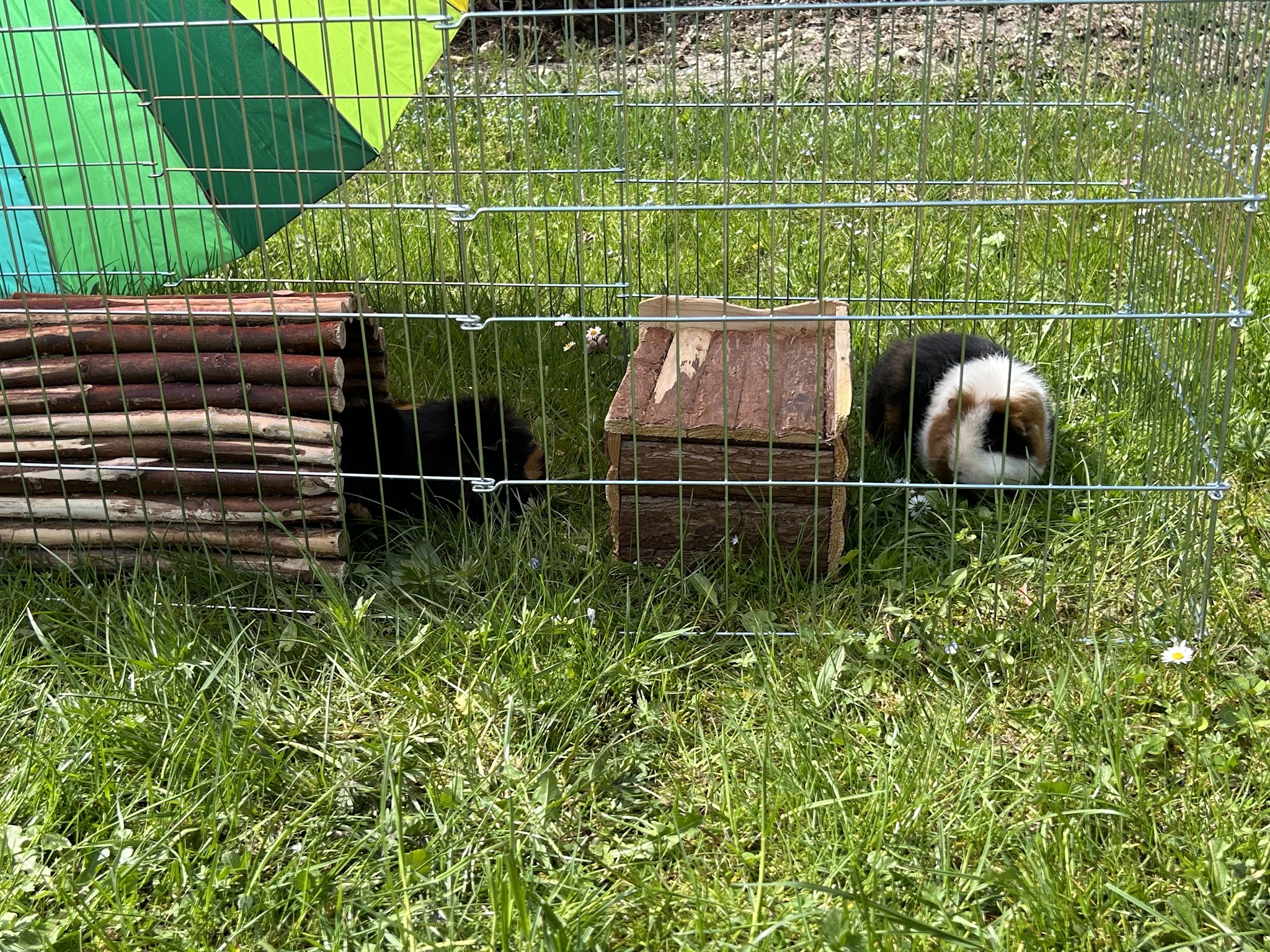 Kleine Heimtiermedizin – Bild