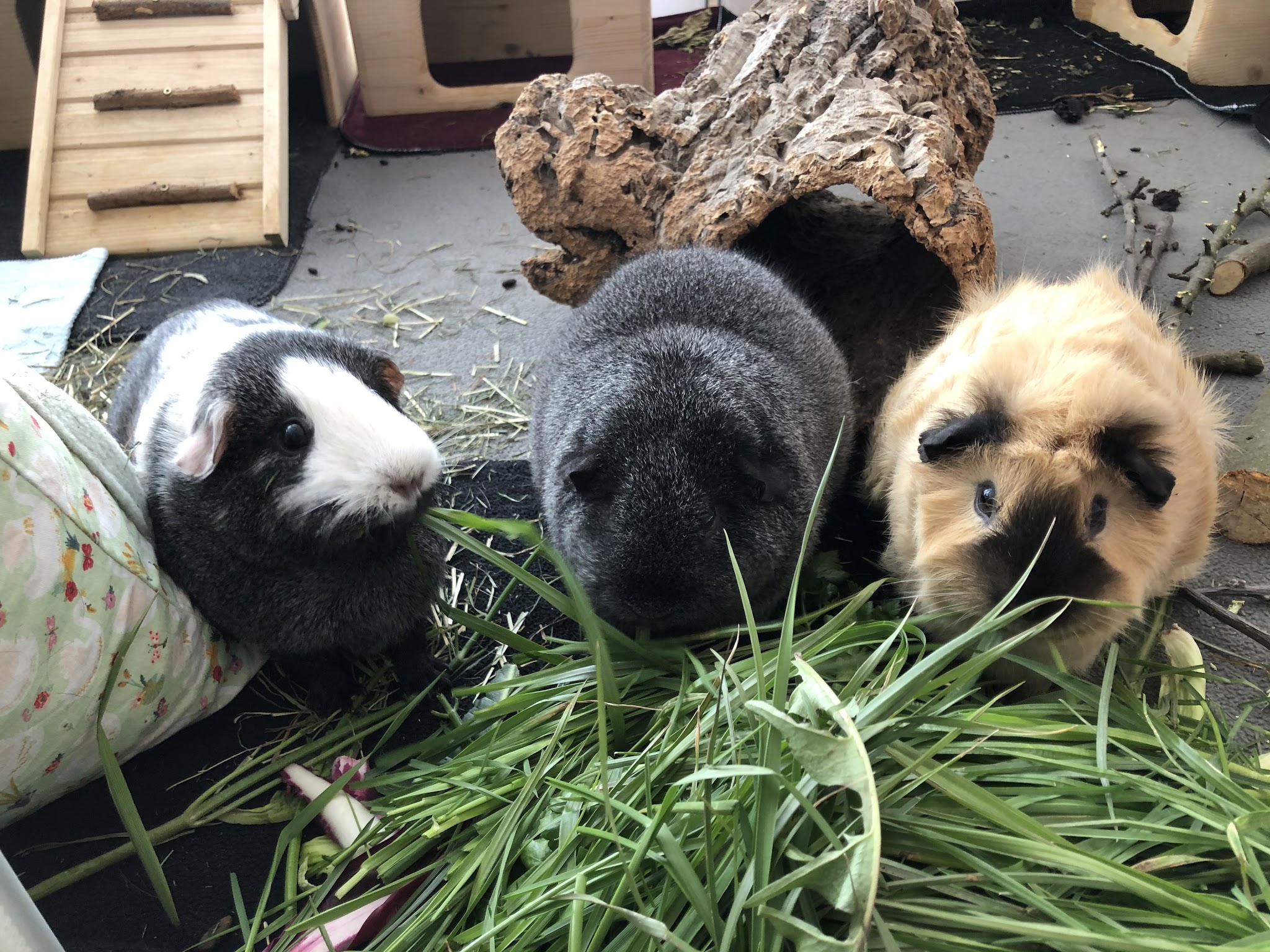 Kleine Heimtiermedizin – Bild