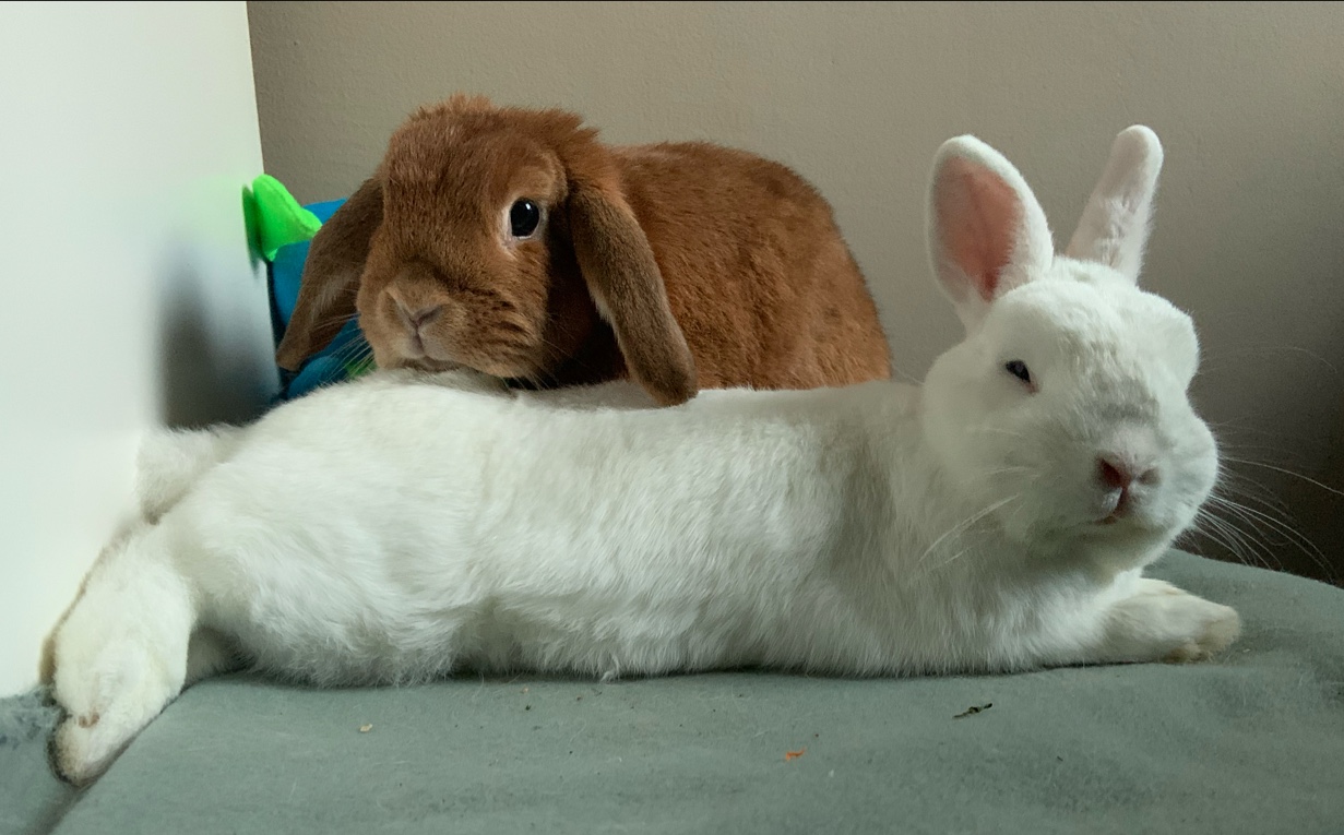 Kleine Heimtiermedizin – Bild