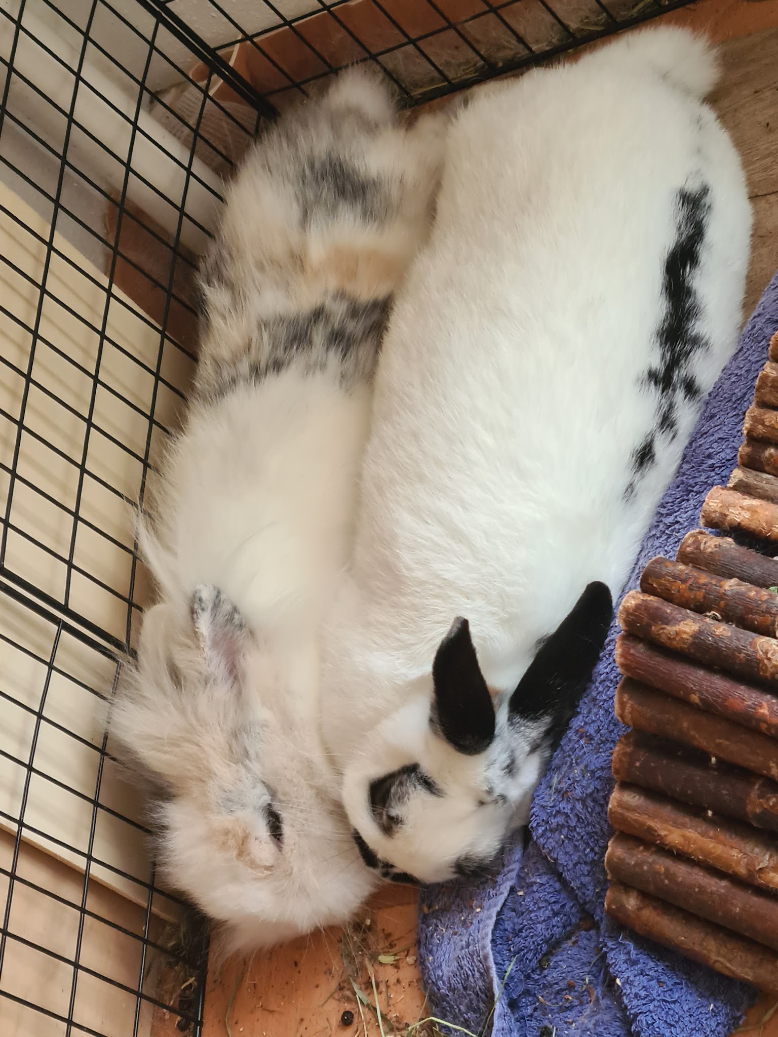 Kleine Heimtiermedizin – Bild