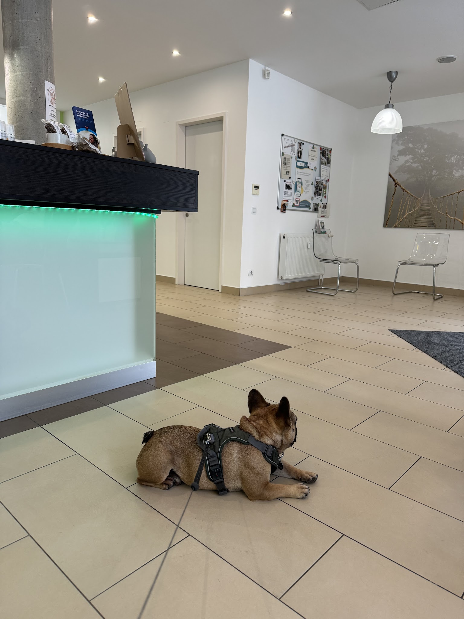 Kleintierpraxis an der Oker - Ihr Tierarzt in Braunschweig – Bild