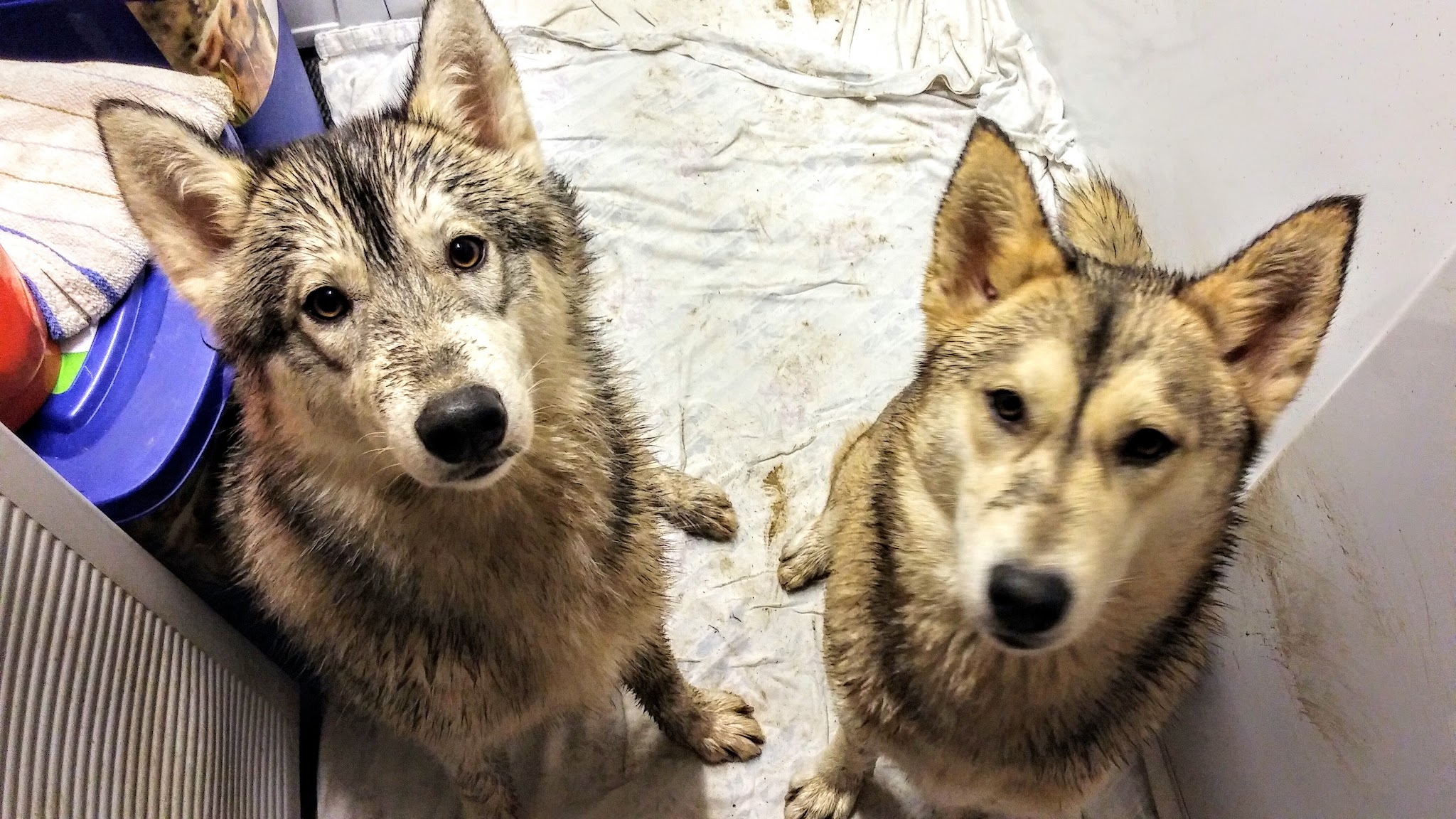 Kleintierpraxis Dr. Jörg Driver & Christin Lehmann – Bild