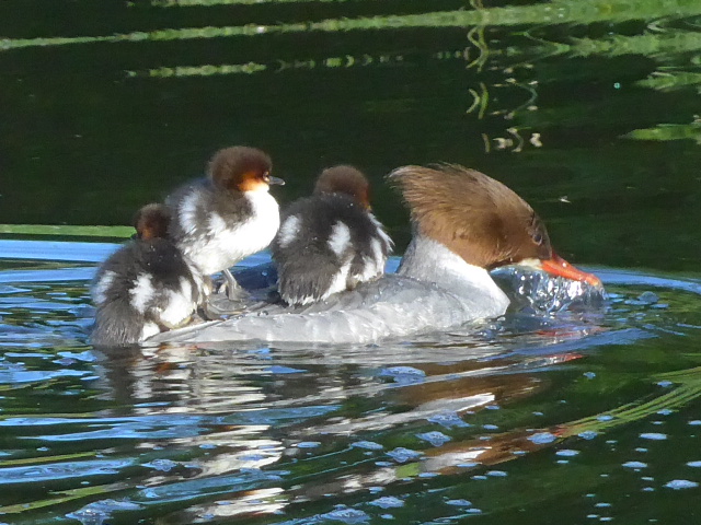 Kleintierpraxis | Dr. Jutta Herrle | München
