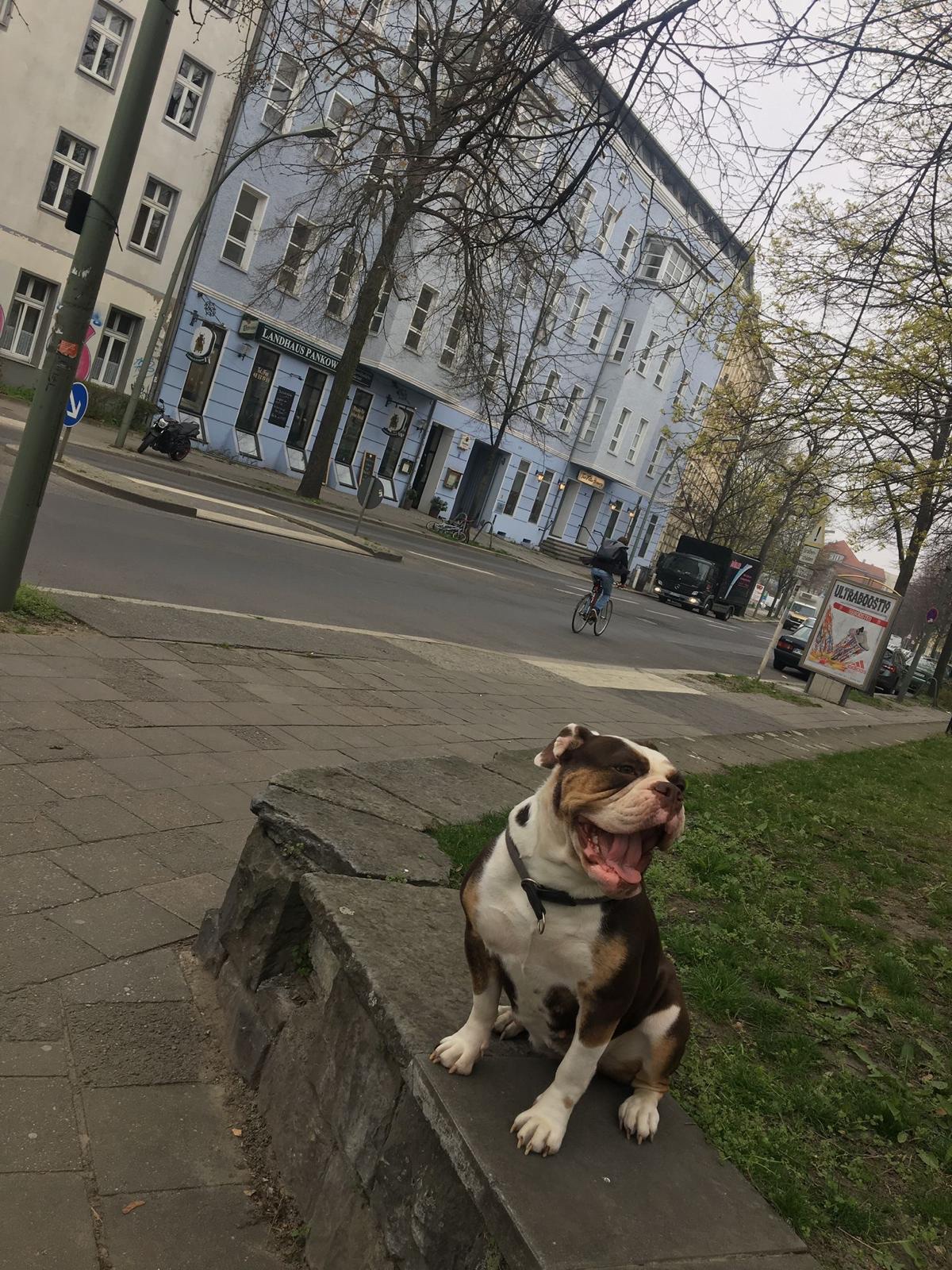 Kleintierpraxis Dr. med. vet. Tim Krämer in Berlin – Foto aus einer Patientenbewertung