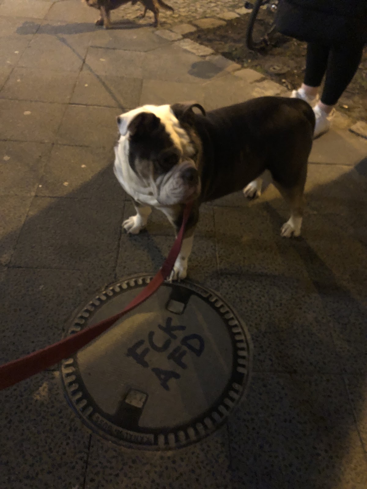 Kleintierpraxis Dr. med. vet. Tim Krämer in Berlin – Foto aus einer Patientenbewertung