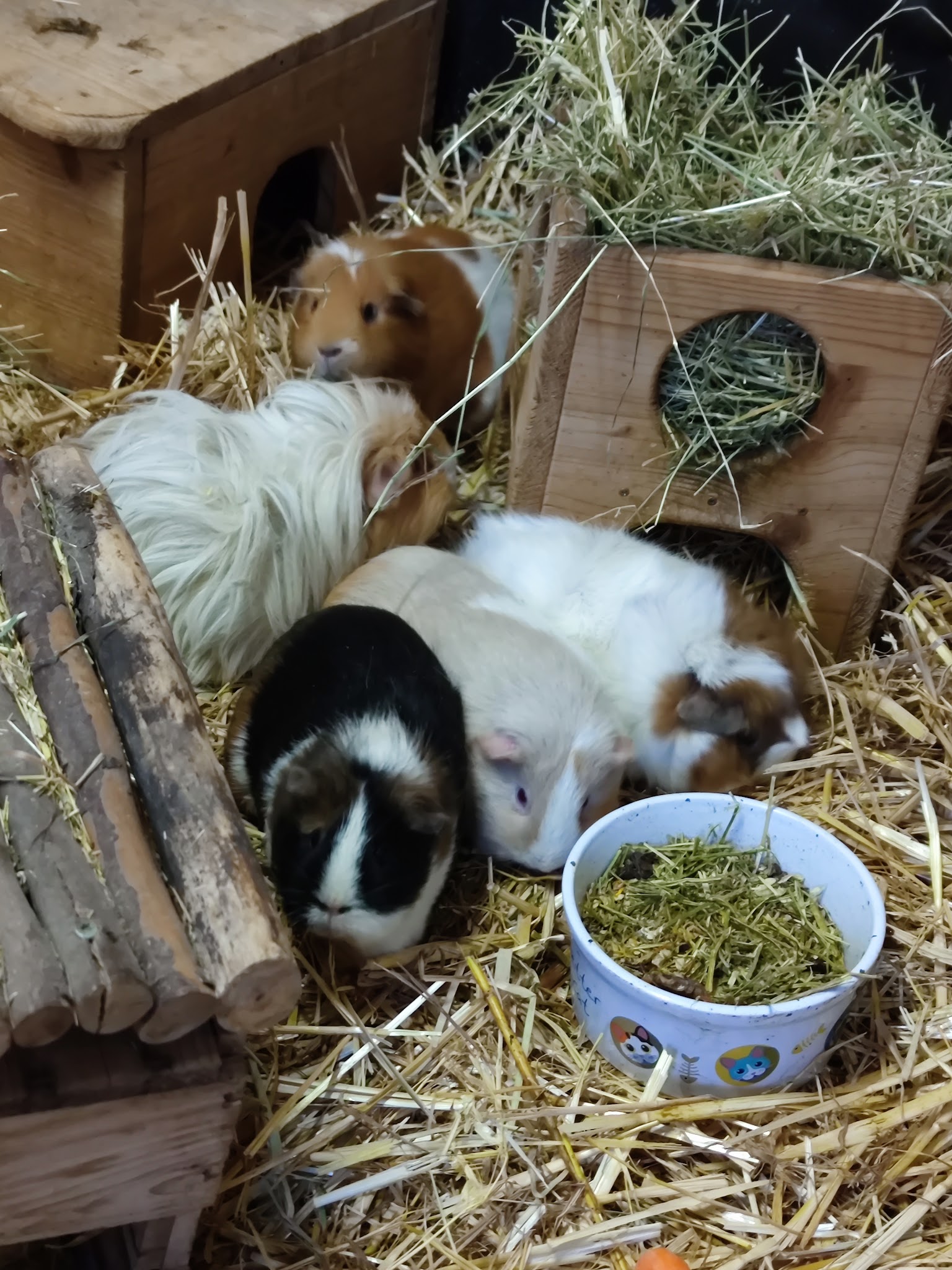 Kleintierpraxis Wimmer – Bild
