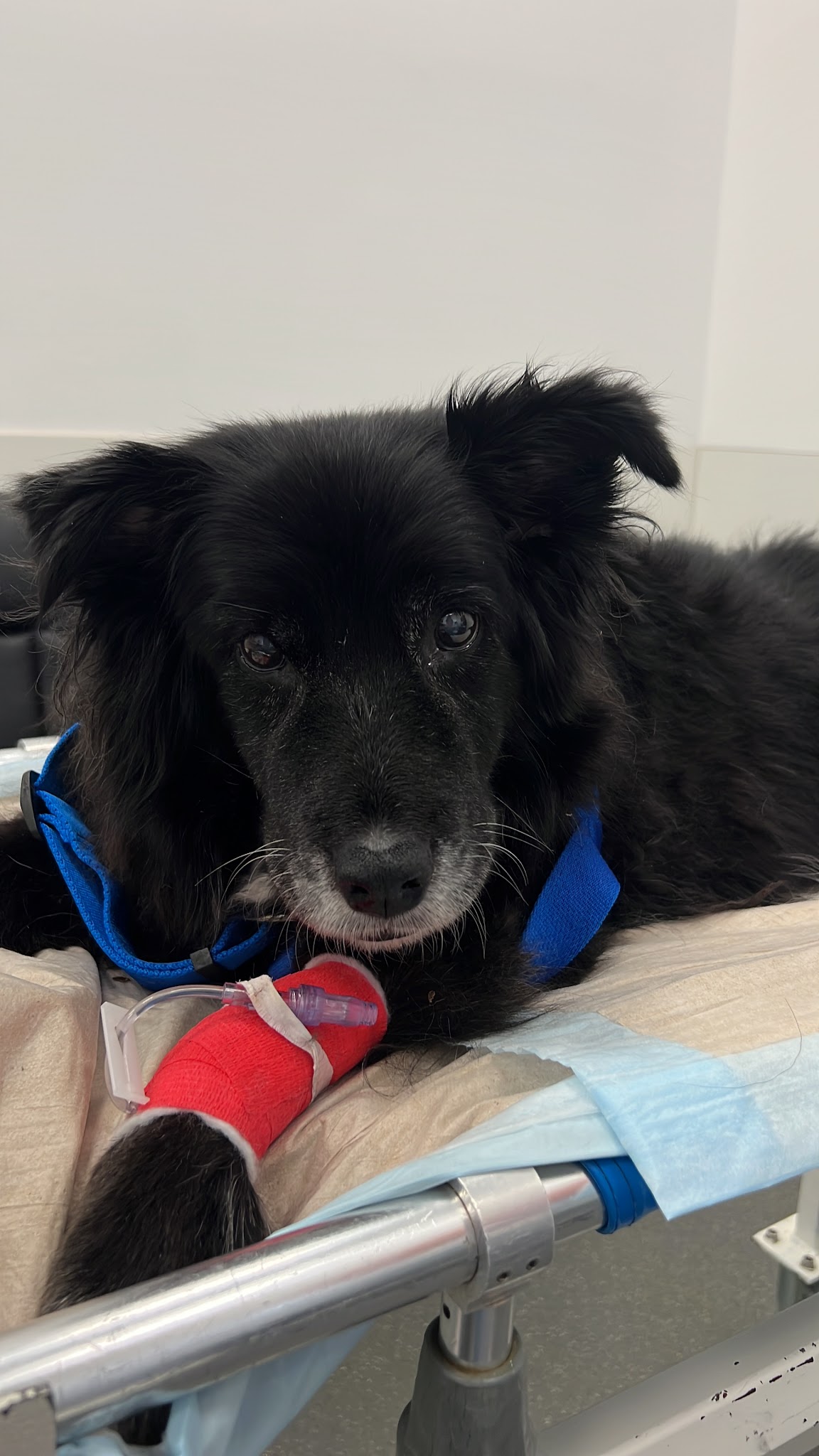 Kleintierspezialisten