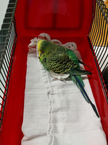 Klinik für Vögel, Kleinsäuger, Reptilien und Zierfische, LMU München