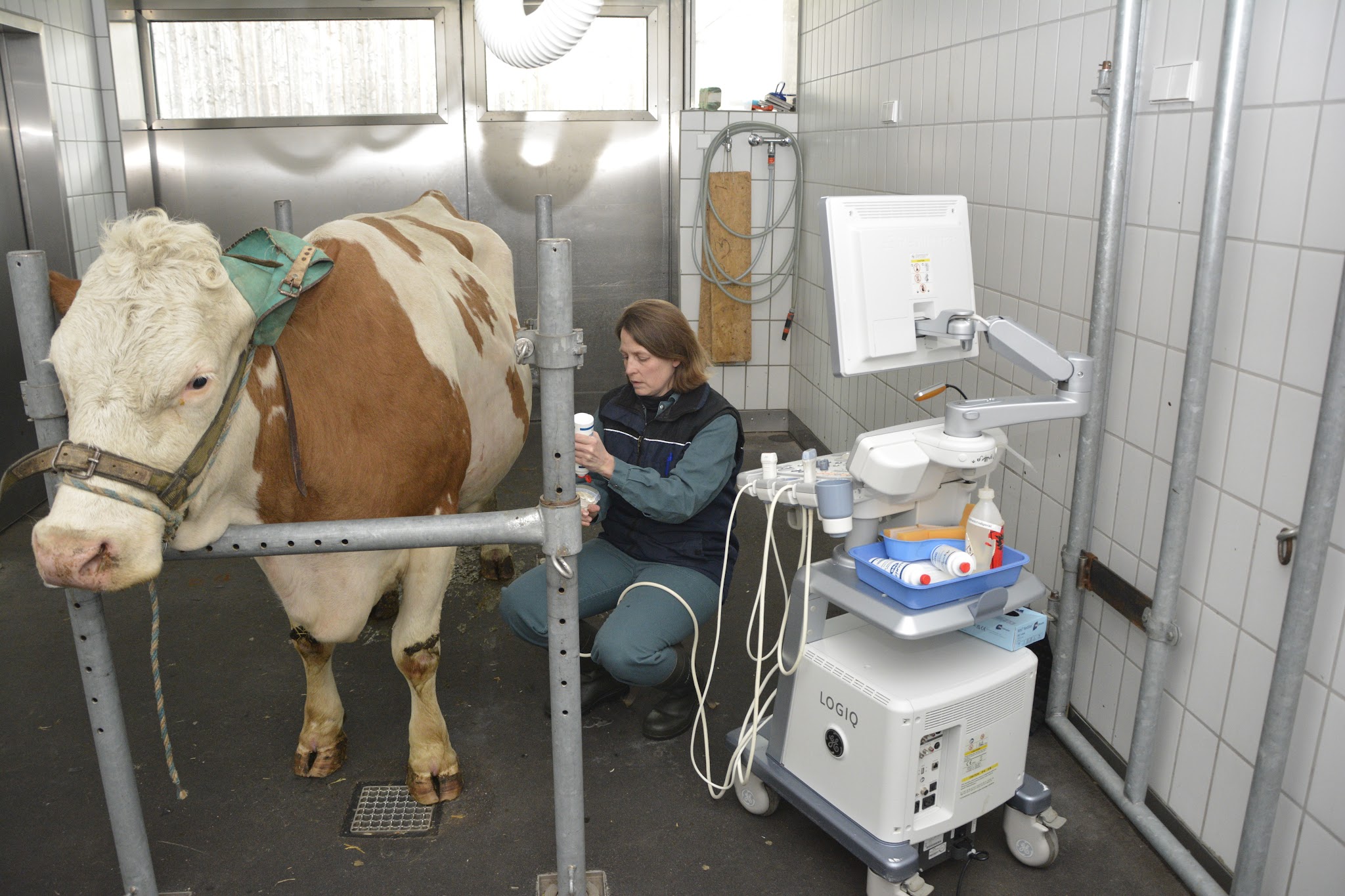Klinik für Wiederkäuer, LMU München – Bild