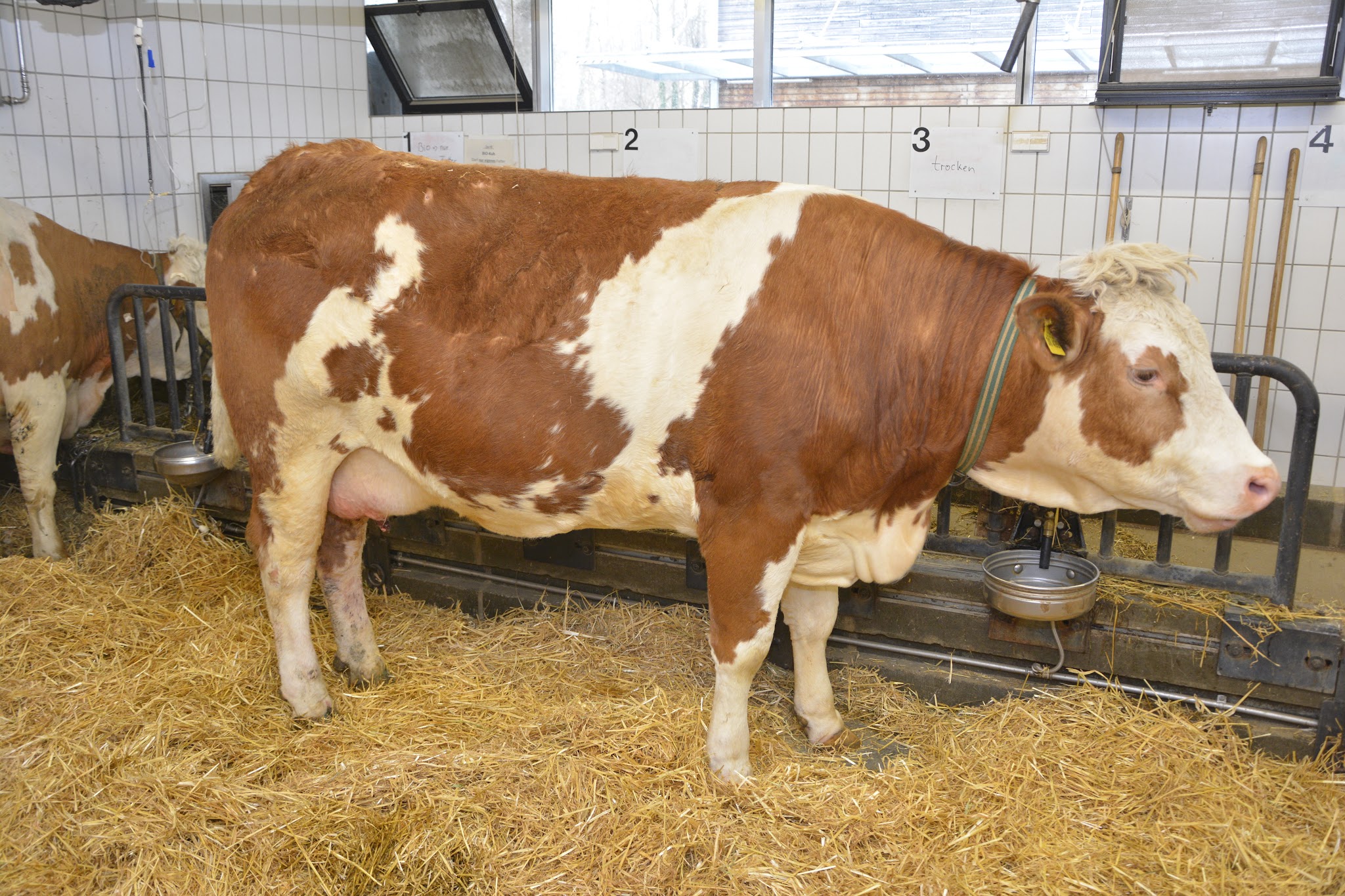 Klinik für Wiederkäuer, LMU München – Bild