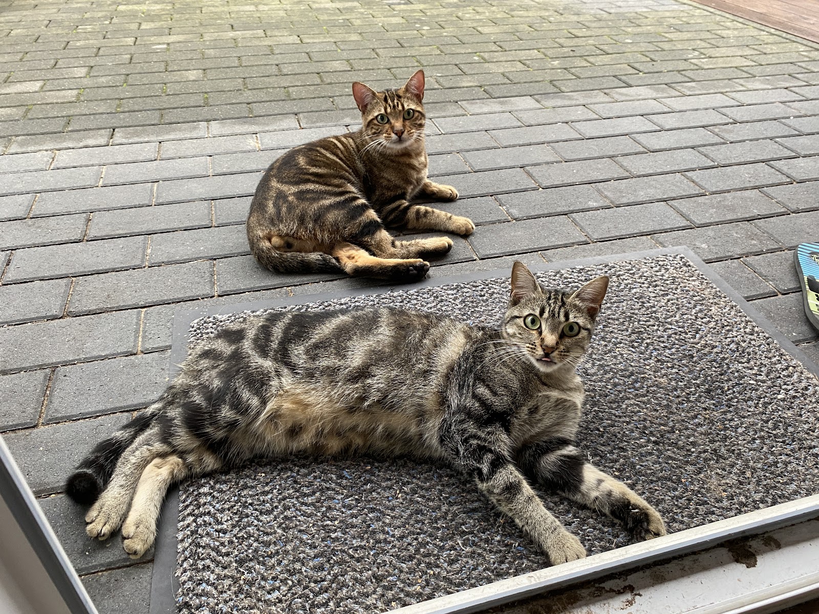 Medivet Tierarztpraxis in Berlin – Praxisfoto 3
