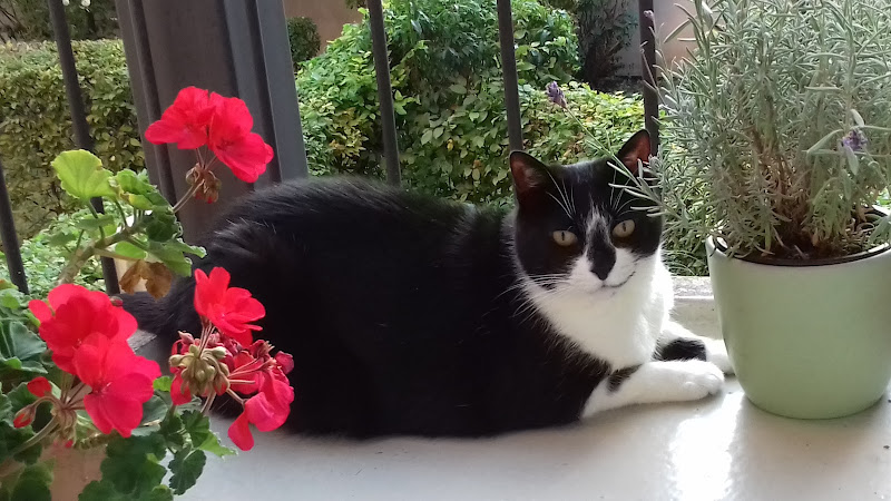 Mobile Tierarztpraxis Isabel Vinh