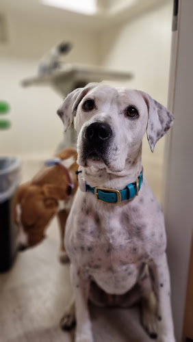 Mobile Tierarztpraxis Marta Romanski