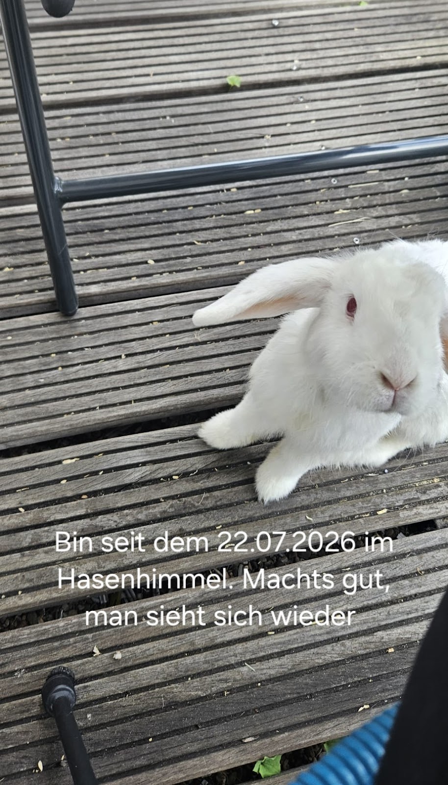 Mobiler Tiernotdienst 24 in Porz – Praxisfoto 1