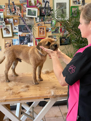 Moderne Pfoten Hunde- und Katzenfriseur