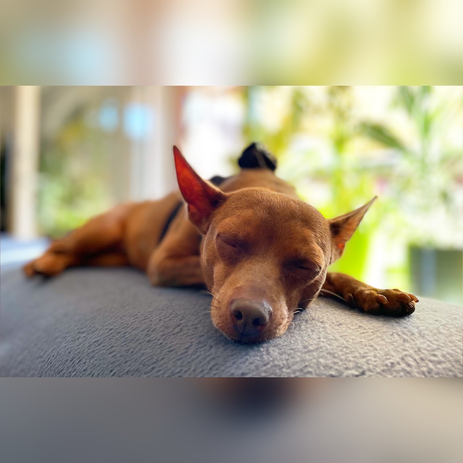 Namilas Hundezentrum - Hundetrainerin/Hundeverhaltensberaterin in Bergisch Gladbach – Foto aus einer Patientenbewertung