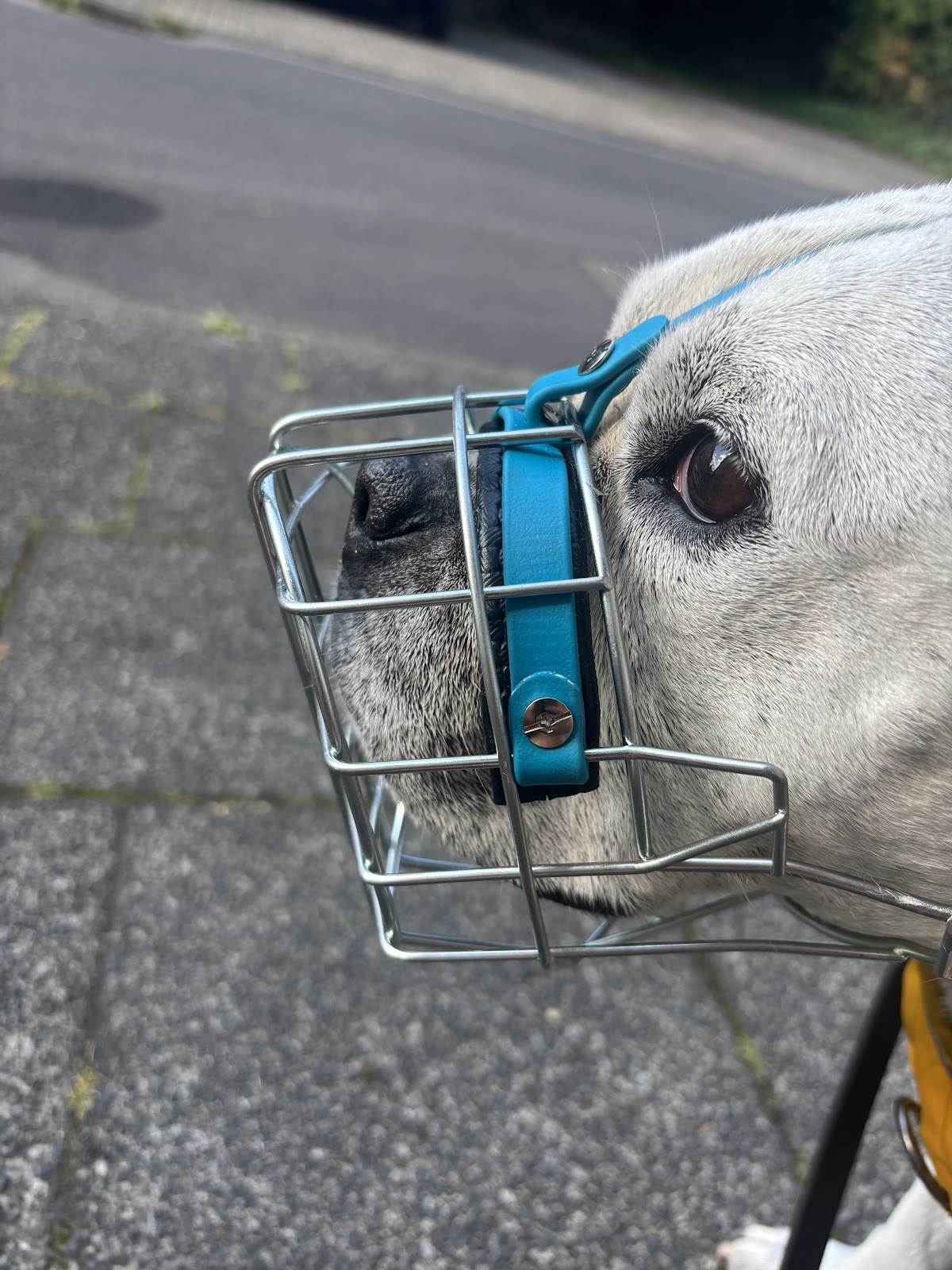 Namilas Hundezentrum - Hundetrainerin/Hundeverhaltensberaterin in Bergisch Gladbach – Foto aus einer Patientenbewertung