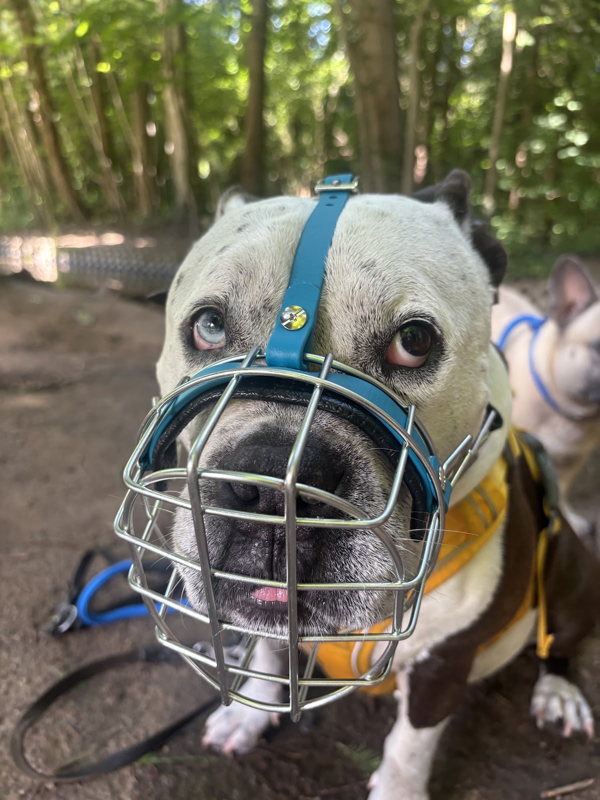 Namilas Hundezentrum - Hundetrainerin/Hundeverhaltensberaterin in Bergisch Gladbach – Foto aus einer Patientenbewertung