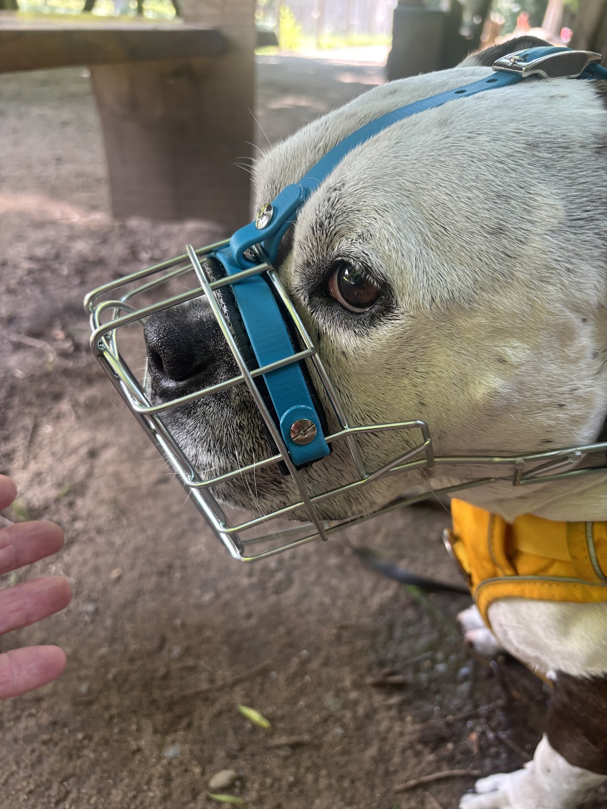 Namilas Hundezentrum - Hundetrainerin/Hundeverhaltensberaterin in Bergisch Gladbach – Foto aus einer Patientenbewertung
