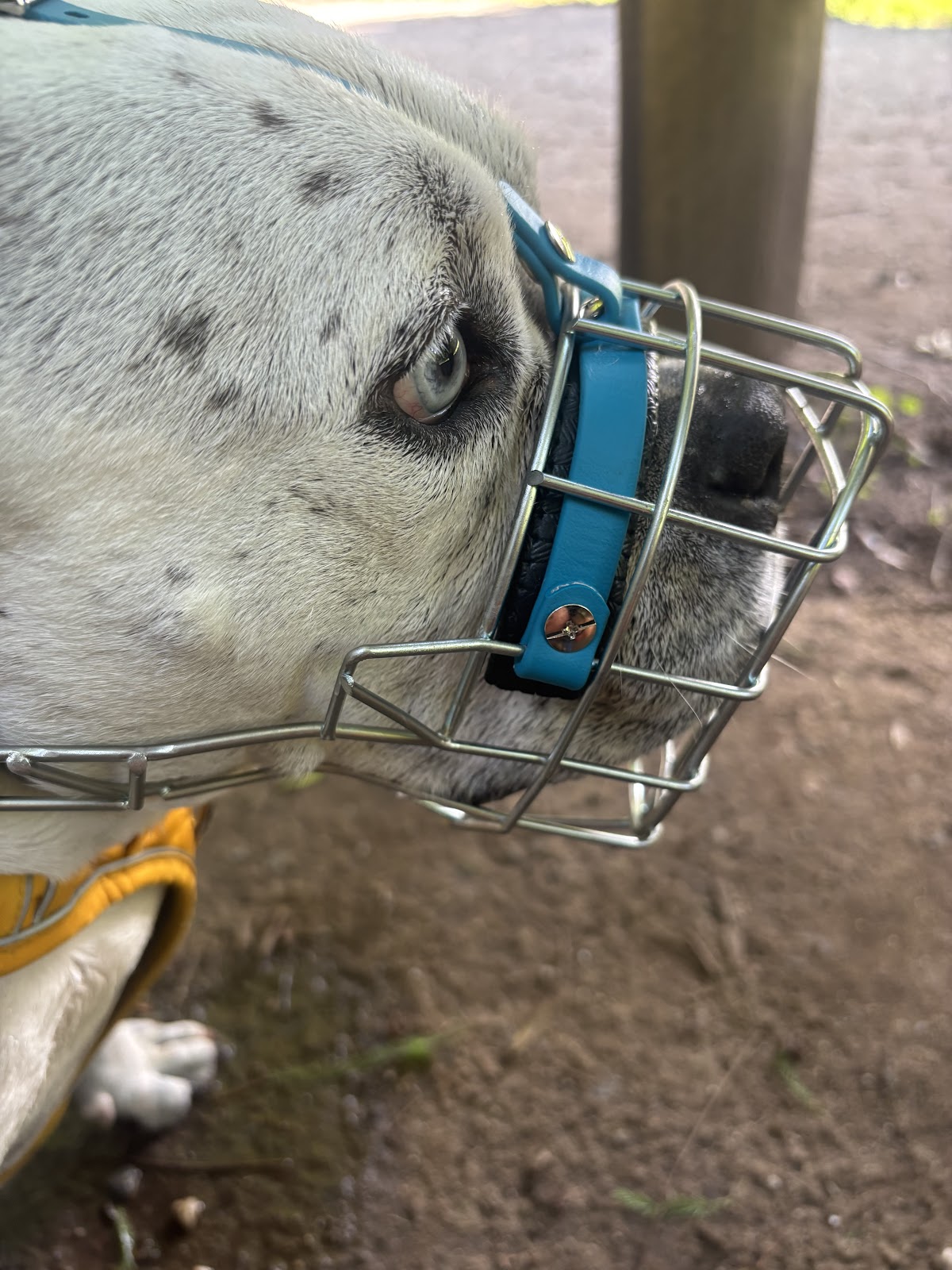 Namilas Hundezentrum - Hundetrainerin/Hundeverhaltensberaterin in Bergisch Gladbach – Foto aus einer Patientenbewertung