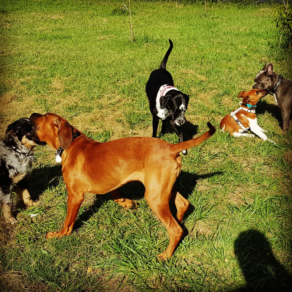 Namilas Hundezentrum - Hundetrainerin/Hundeverhaltensberaterin in Bergisch Gladbach – Praxisfoto 1