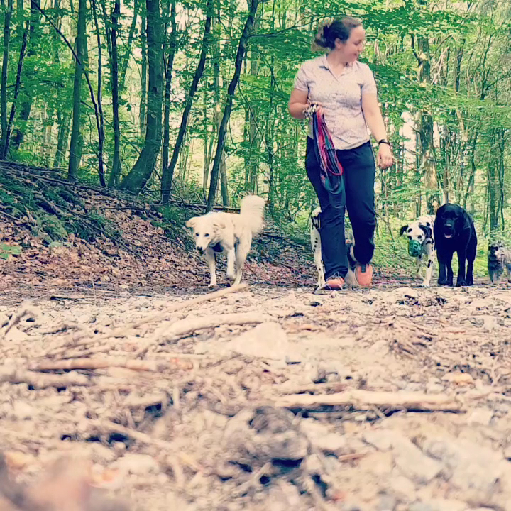 Namilas Hundezentrum - Hundetrainerin/Hundeverhaltensberaterin in Bergisch Gladbach – Praxisfoto 2