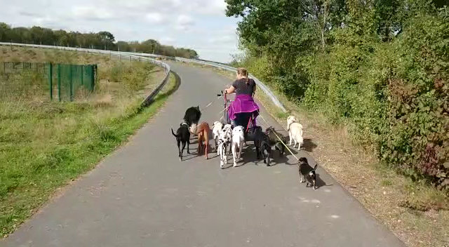 Namilas Hundezentrum - Hundetrainerin/Hundeverhaltensberaterin in Bergisch Gladbach – Praxisfoto 3