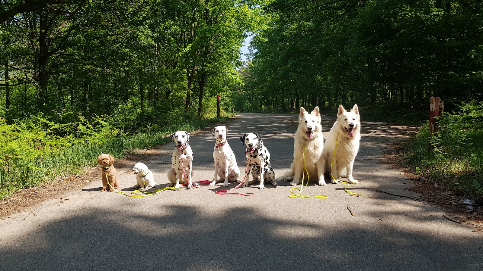 Namilas Hundezentrum - Hundetrainerin/Hundeverhaltensberaterin in Bergisch Gladbach – Praxisansicht