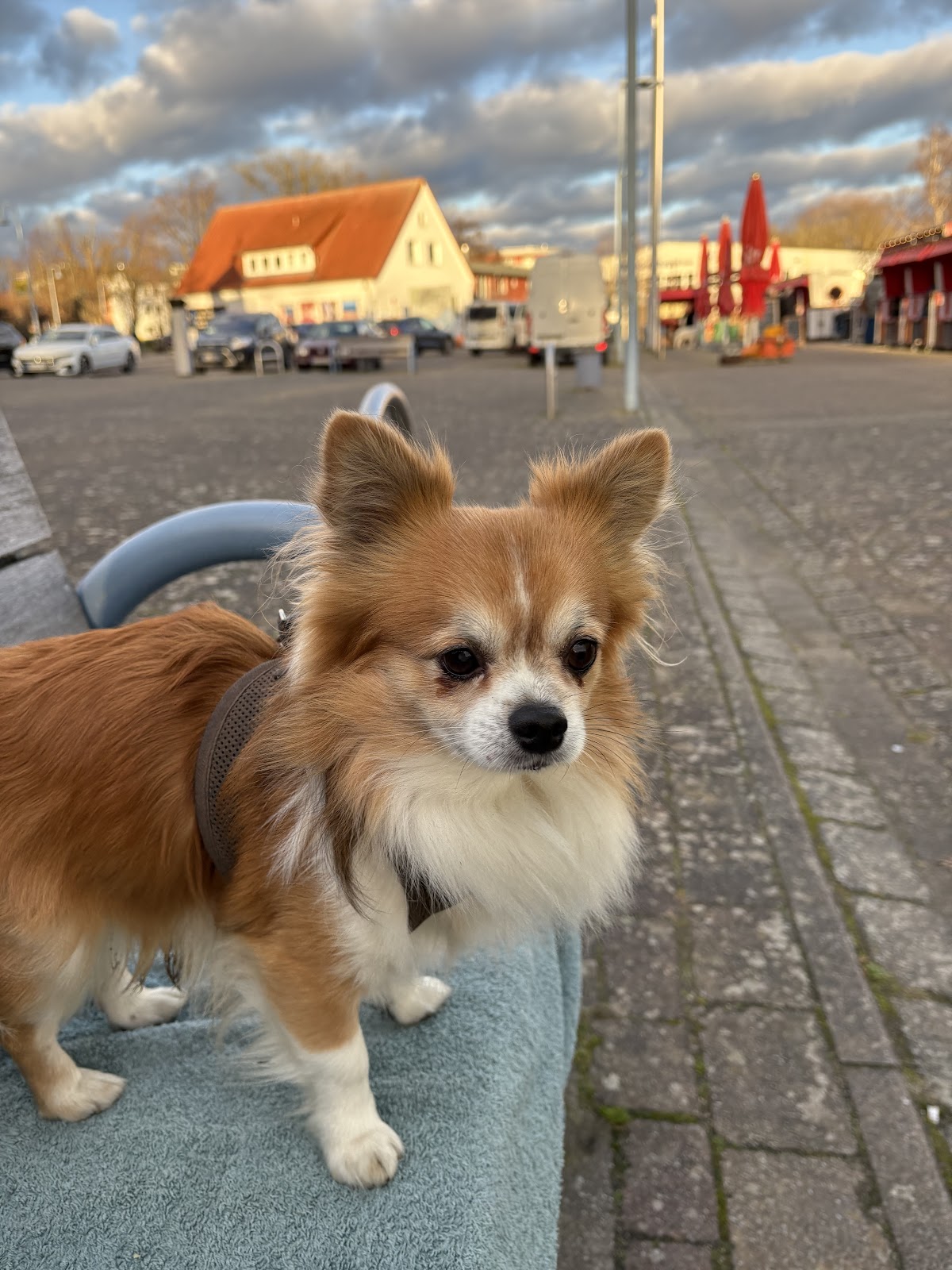 Oliviero Lombardi Tierarzt in Berlin – Foto aus einer Patientenbewertung