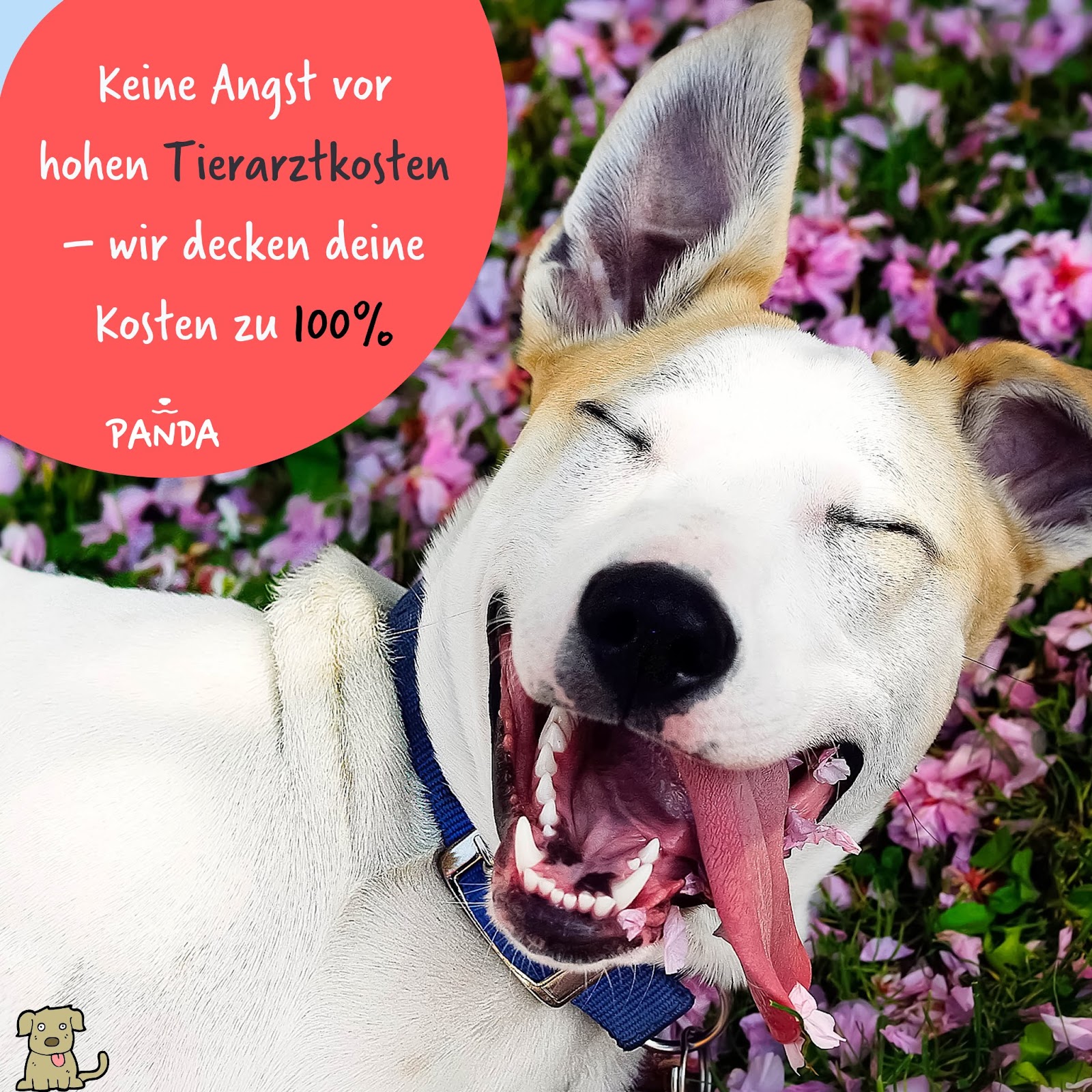 PANDA Tierversicherung in Berlin – Praxisfoto 1