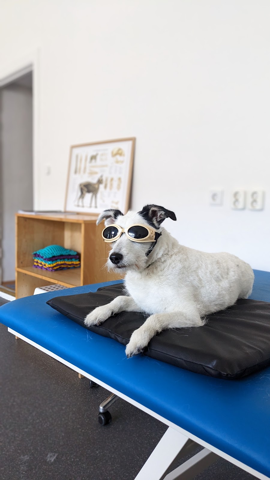 Paw Paw - Tierphysiotherapie in Berlin – Praxisfoto 1