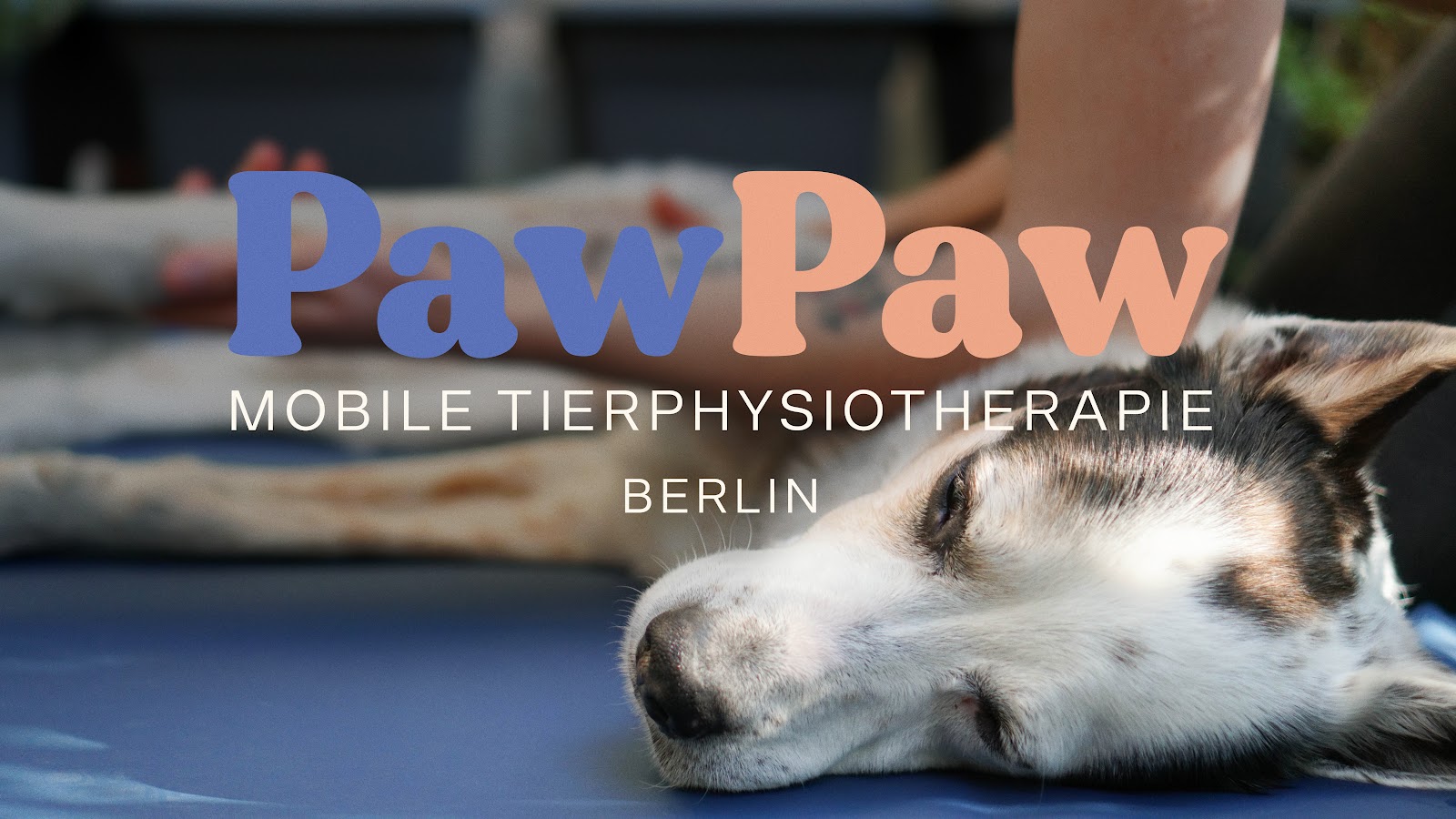 Paw Paw - Tierphysiotherapie in Berlin – Praxisansicht