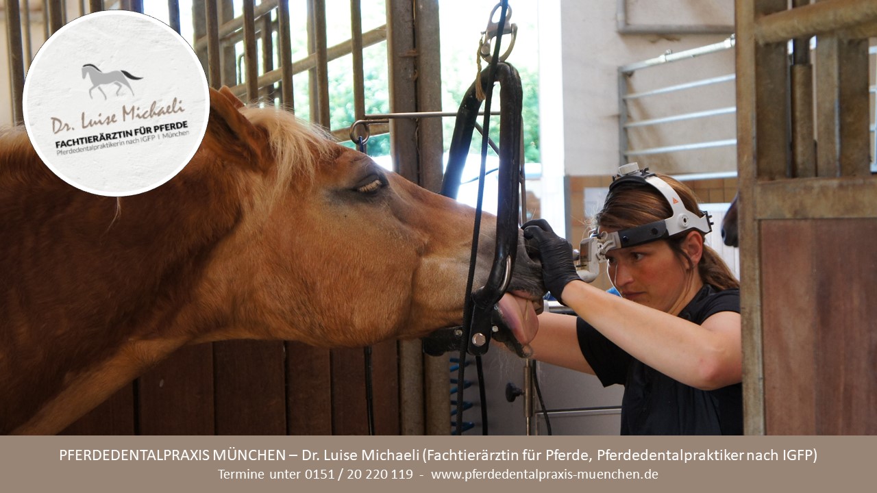 Pferdedentalpraxis München | Pferdedentalpraktiker nach IGFP, Dr. Luise Michaeli – Bild