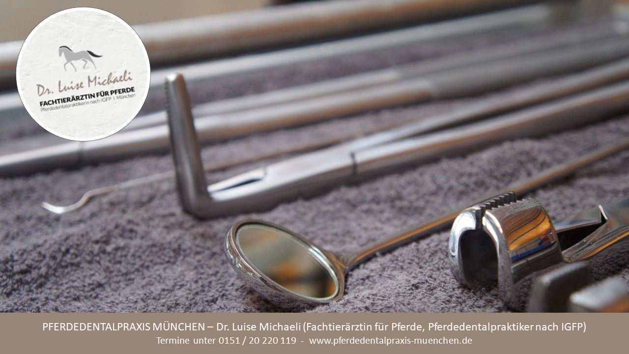 Pferdedentalpraxis München | Pferdedentalpraktiker nach IGFP, Dr. Luise Michaeli – Bild