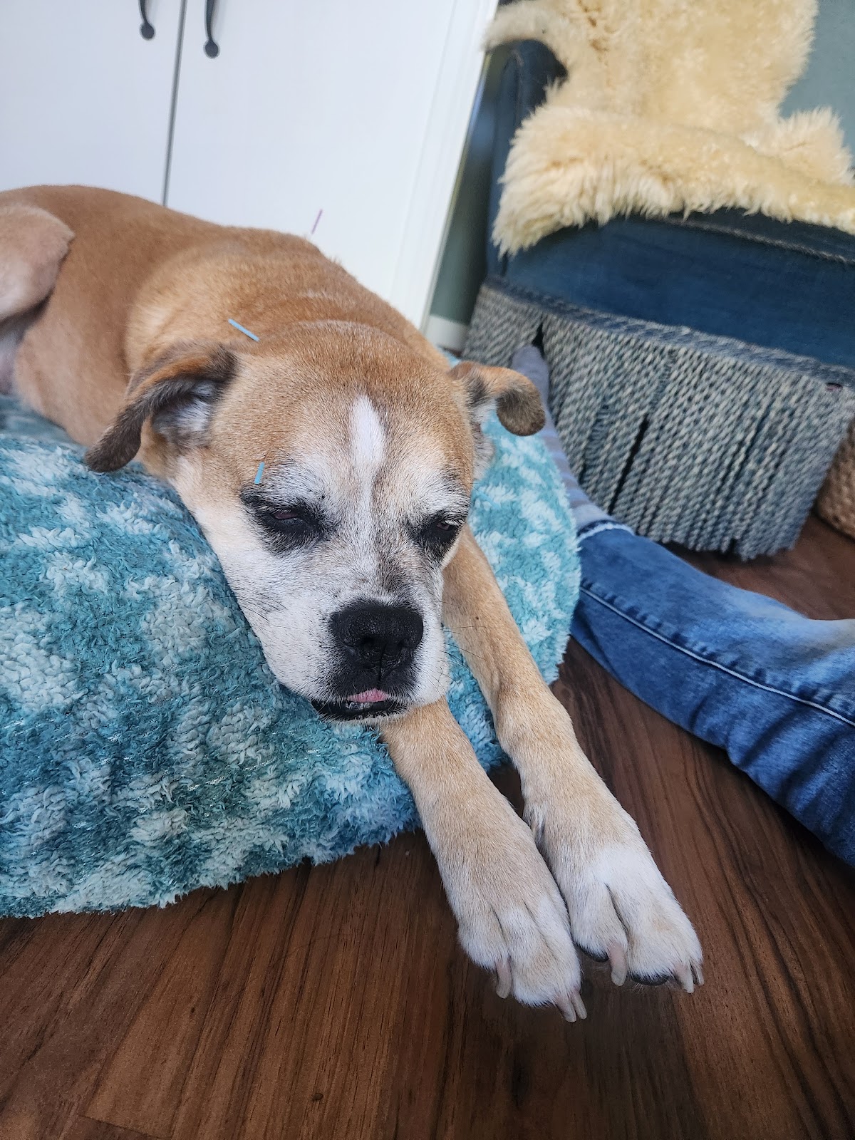 Praxis Fröhliche Tiere in Erftstadt – Foto aus einer Patientenbewertung