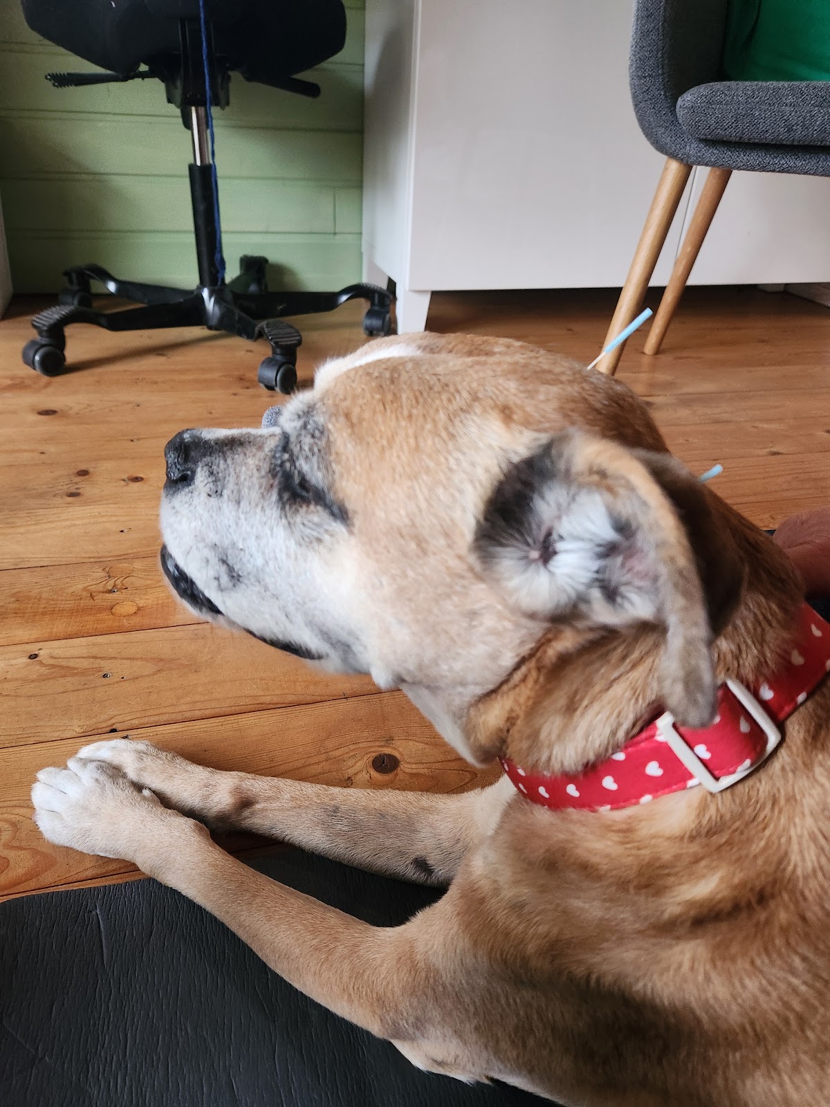Praxis Fröhliche Tiere in Erftstadt – Foto aus einer Patientenbewertung