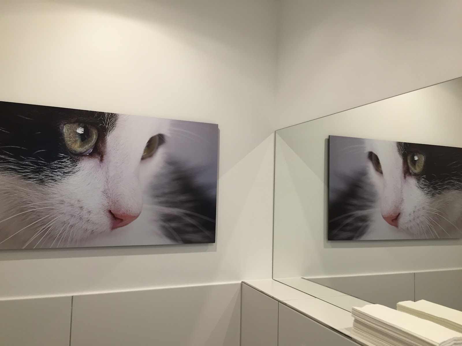 Praxis für Kleintiermedizin Janine Lenk in Berlin – Praxisfoto 1