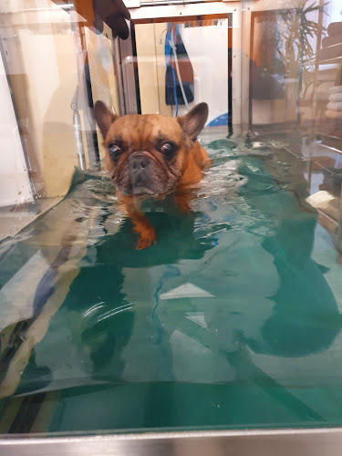 Praxis für Tierphysiotherapie Ina Planer