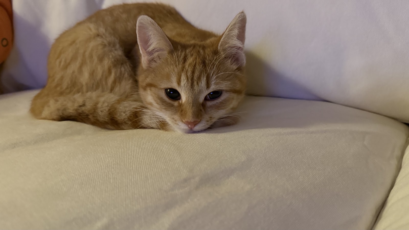 Praxis Tierzuliebe in Berlin – Praxisansicht