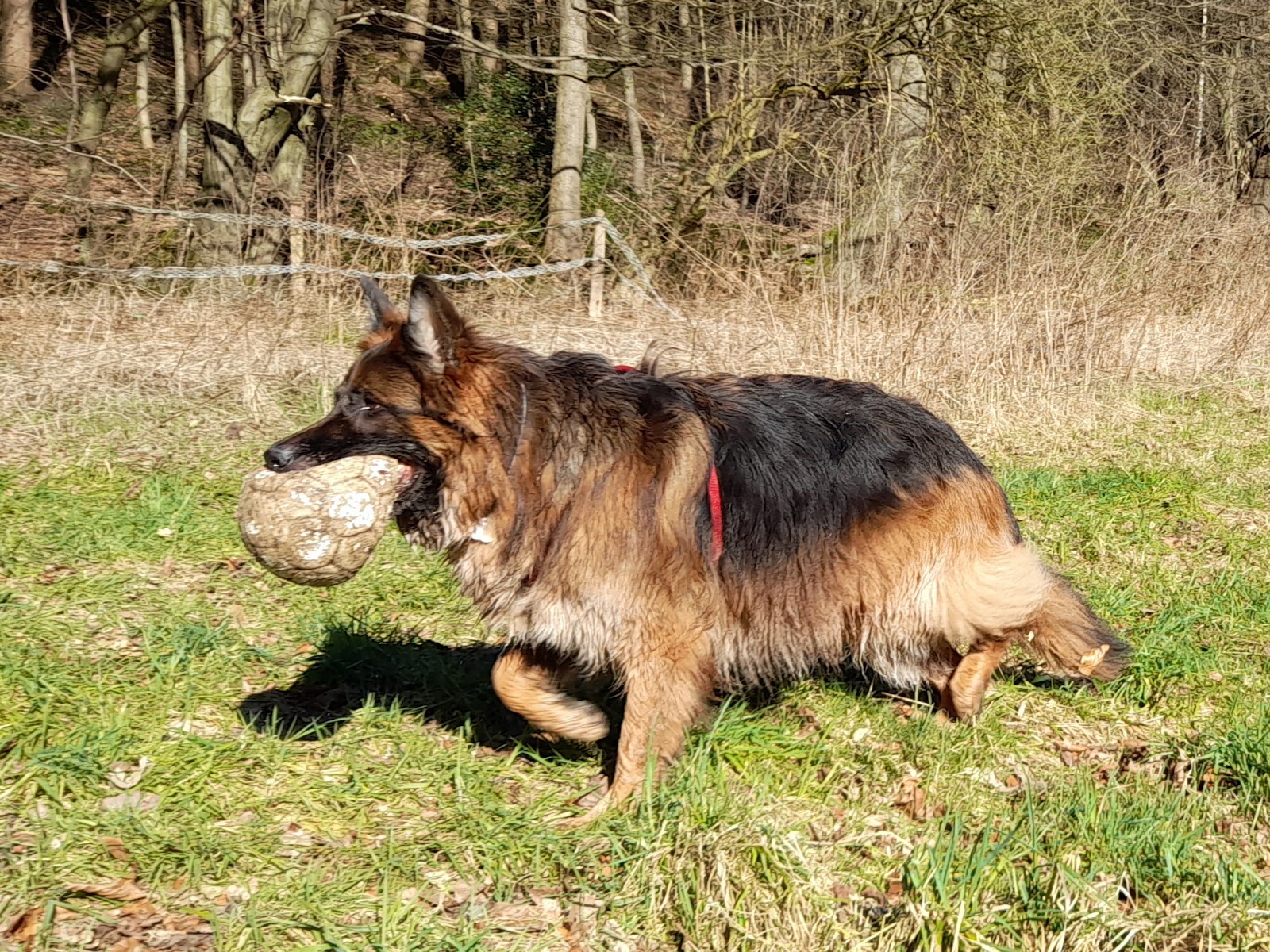 Schmerztherapeutische Kleintierpraxis Kai Wilms GmbH in Köln – Foto aus einer Patientenbewertung