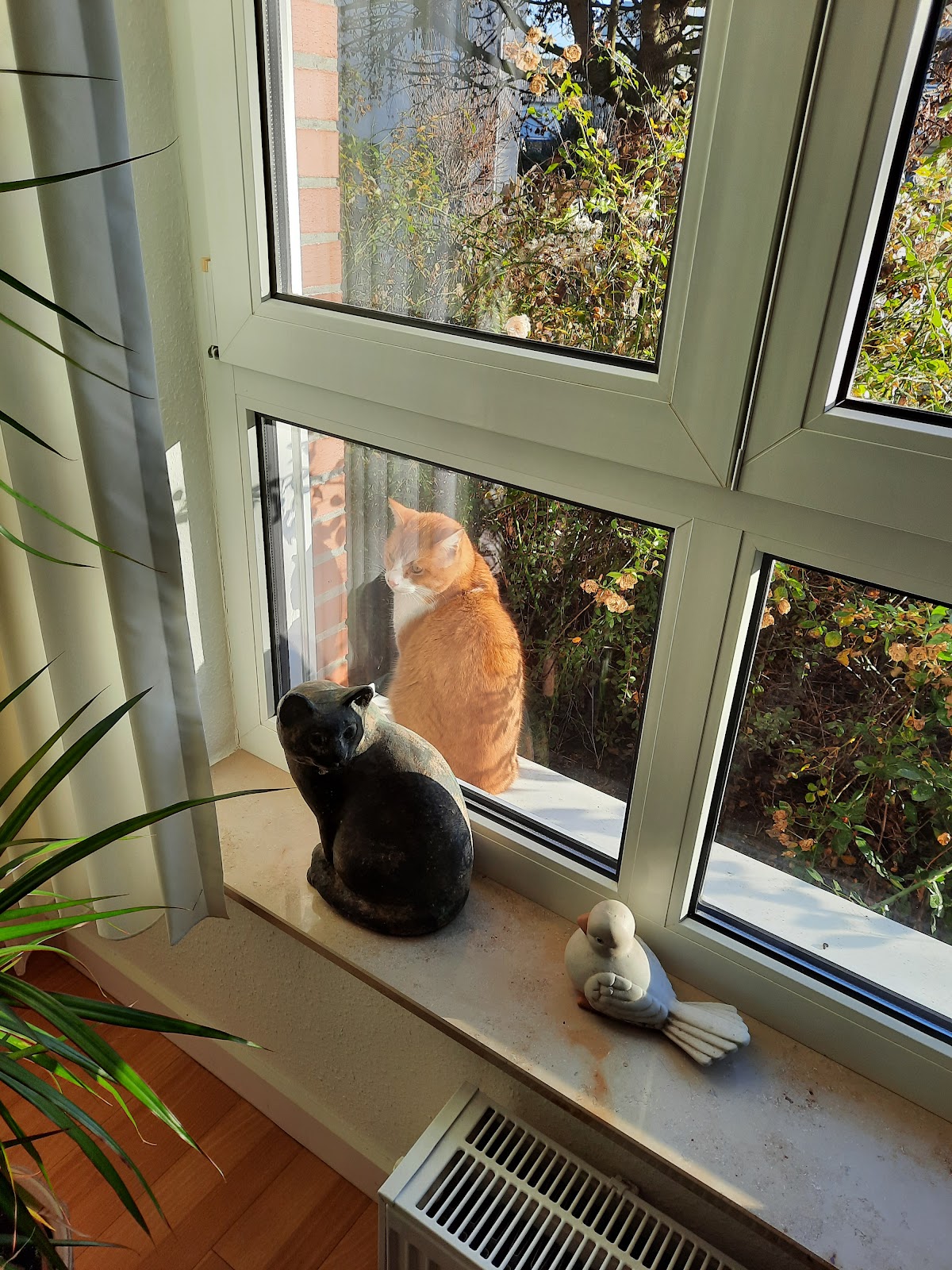 Straßenkatzen Köln e. V. in Köln – Foto aus einer Patientenbewertung