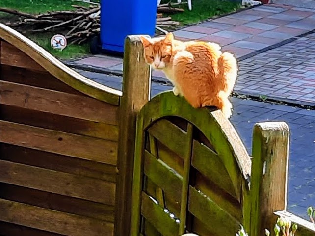 Straßenkatzen Köln e. V. in Köln – Foto aus einer Patientenbewertung