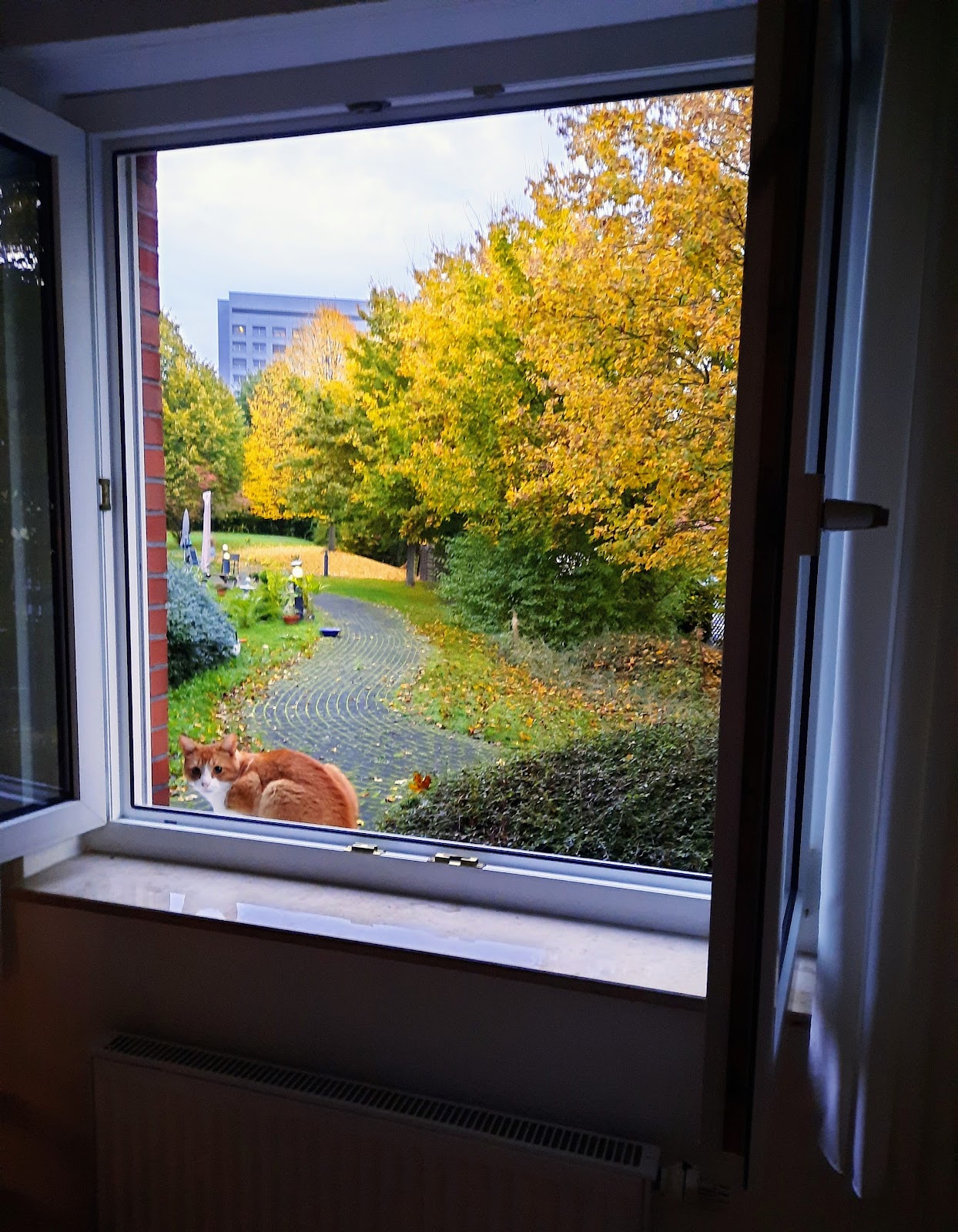 Straßenkatzen Köln e. V. in Köln – Foto aus einer Patientenbewertung