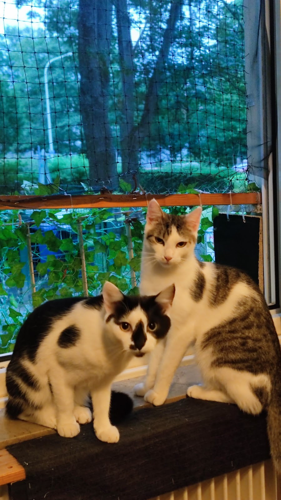 Straßenkatzen Köln e. V. in Köln – Foto aus einer Patientenbewertung