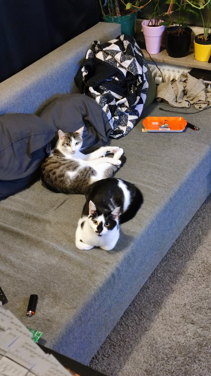 Straßenkatzen Köln e. V. in Köln – Foto aus einer Patientenbewertung