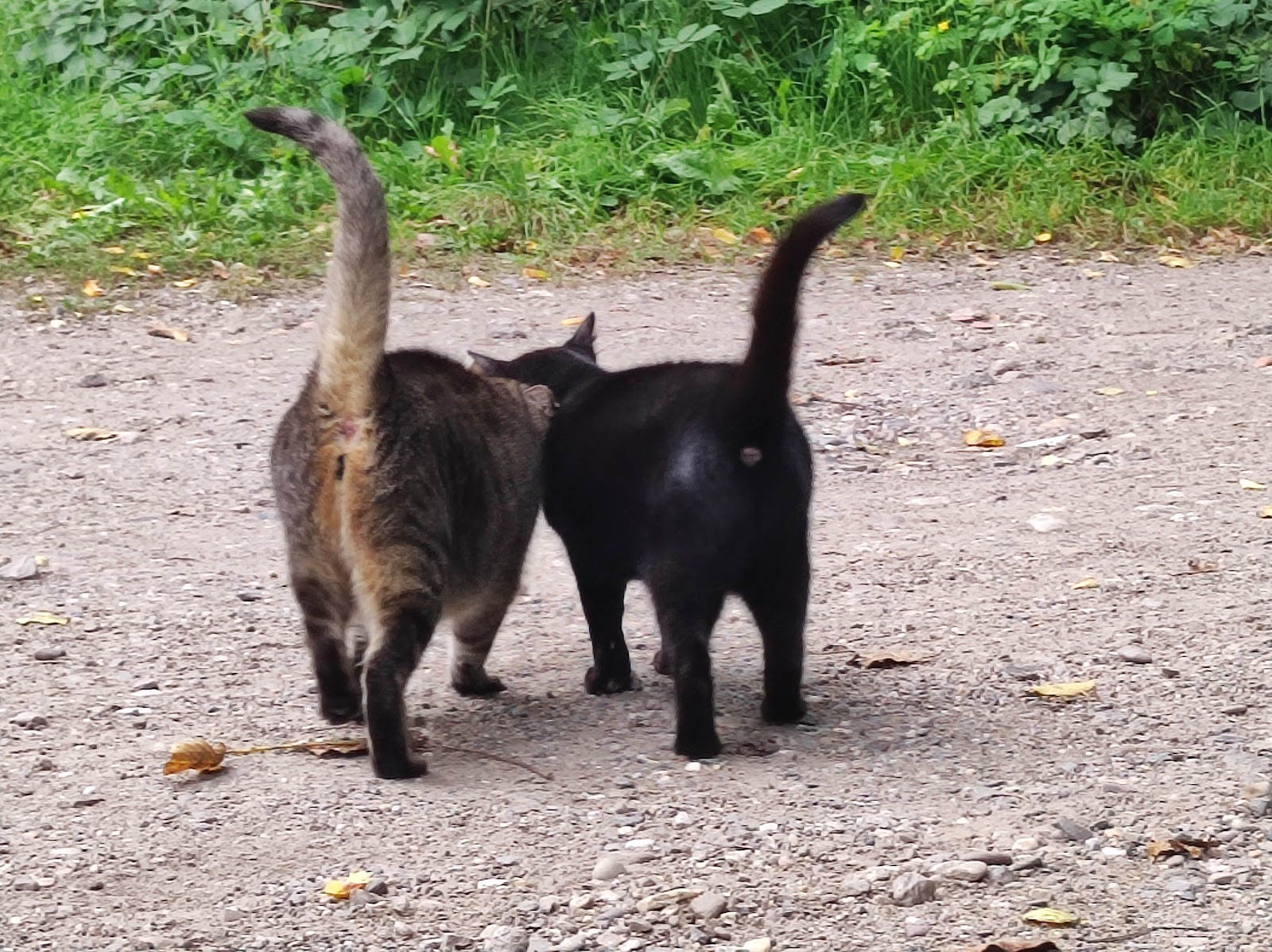 Straßenkatzen Köln e. V. in Köln – Praxisfoto 1