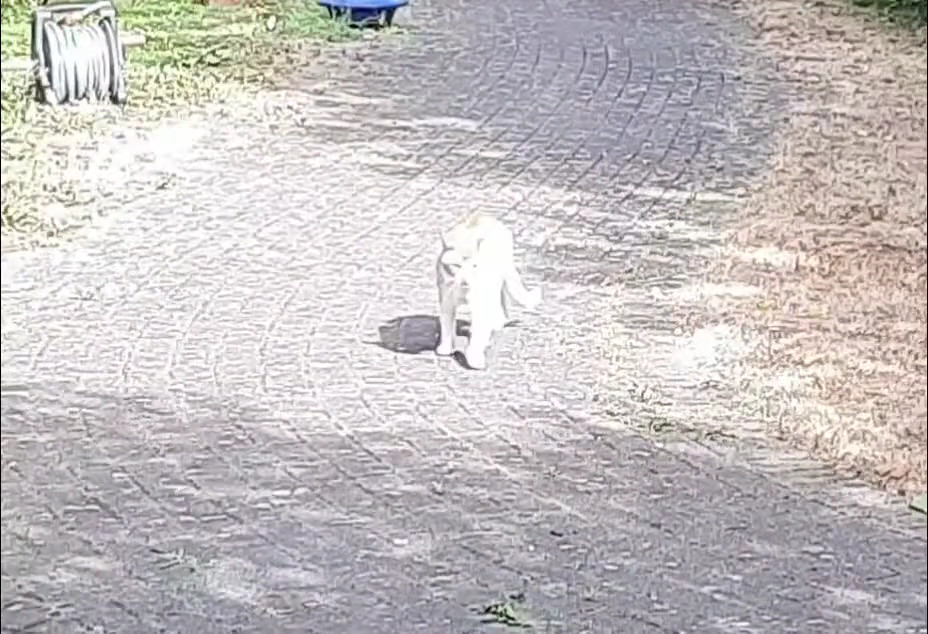 Straßenkatzen Köln e. V. in Köln – Praxisfoto 2