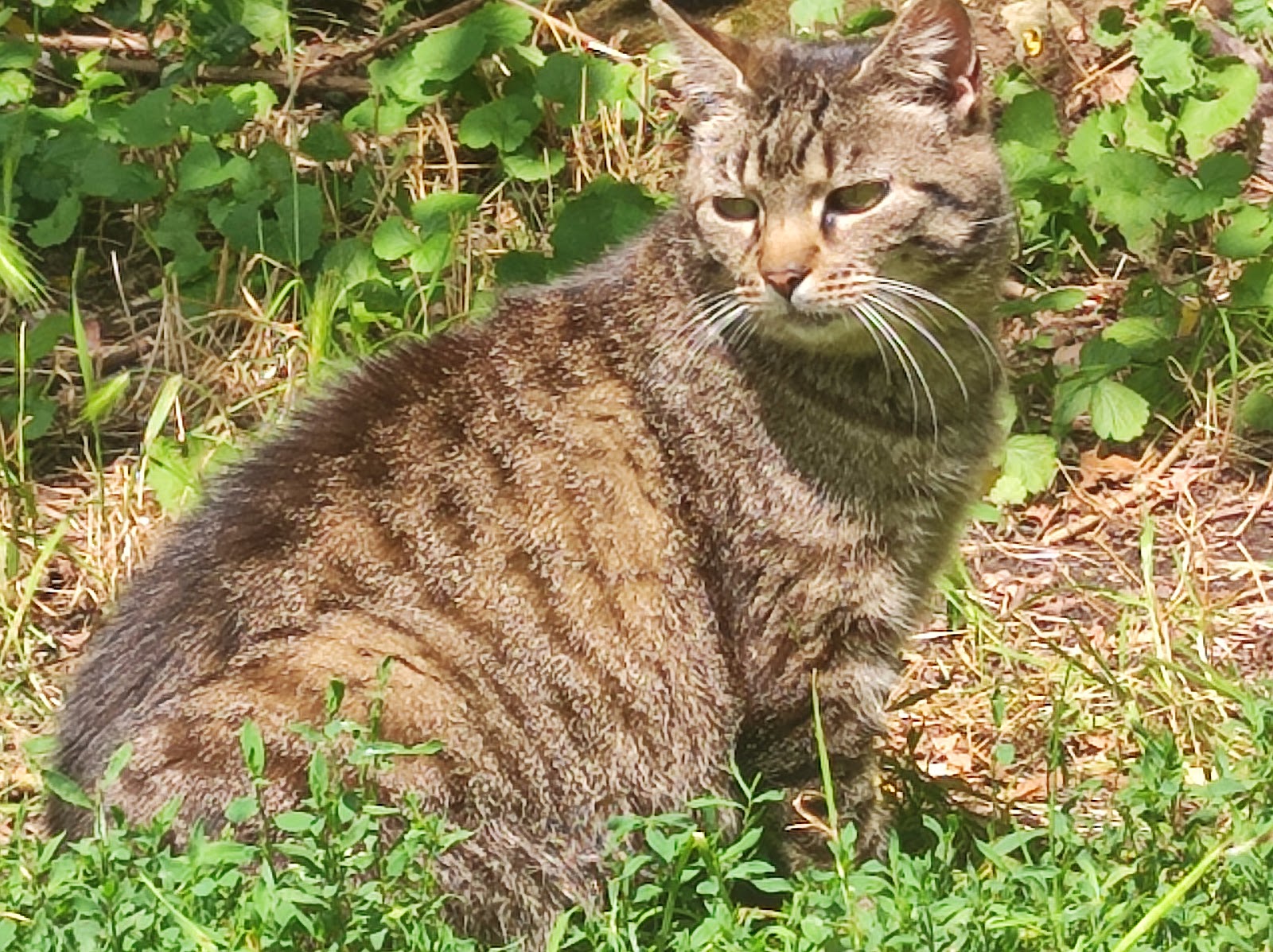 Straßenkatzen Köln e. V. in Köln – Praxisansicht